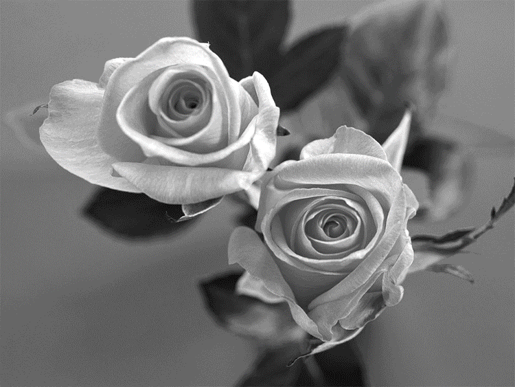 Coeur retour