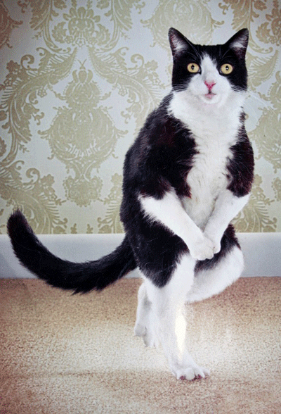 Le chat ou la chatte