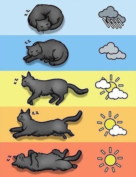 chat